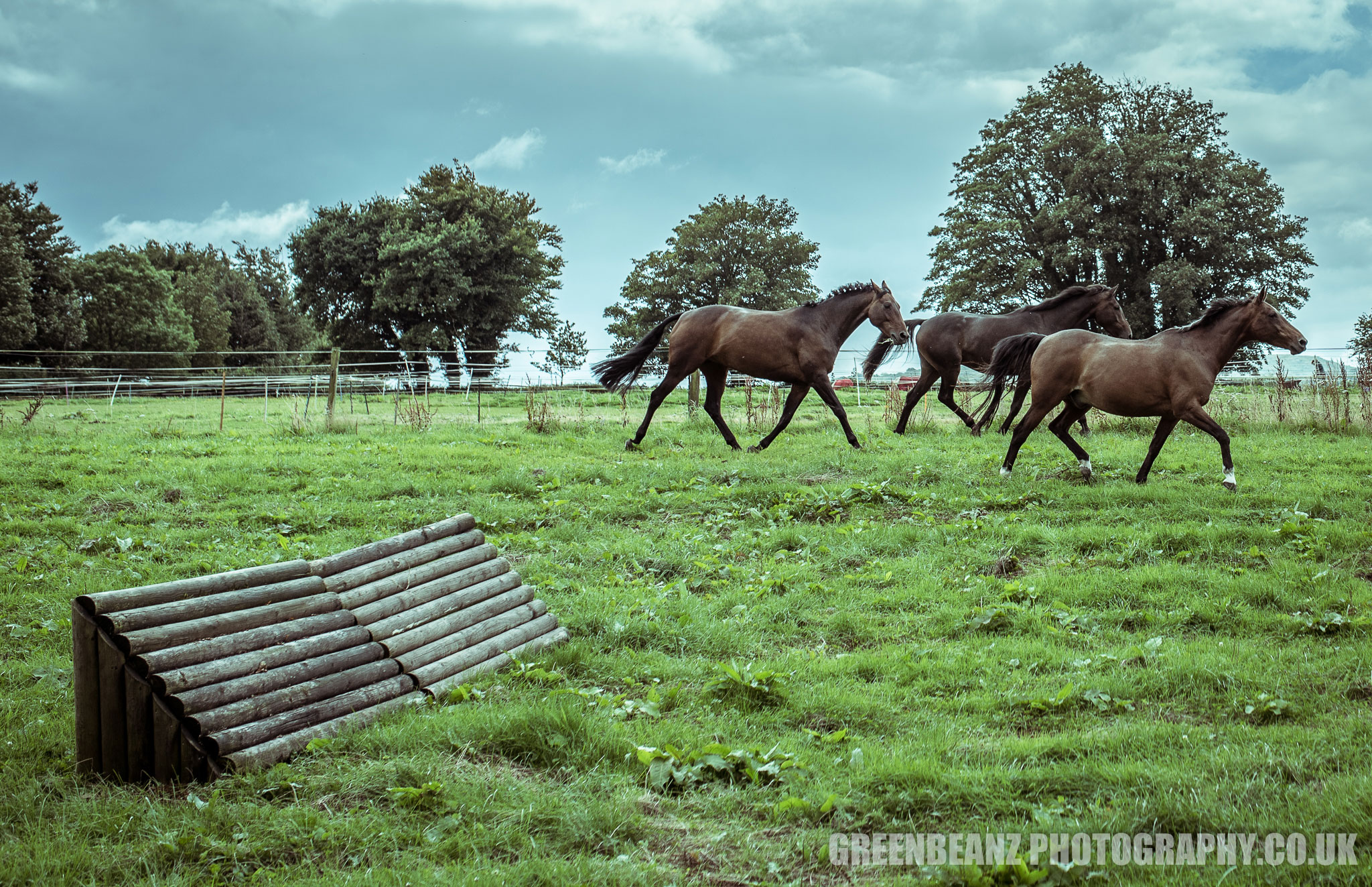 Three Horses in Cornwall UK Equine Photography