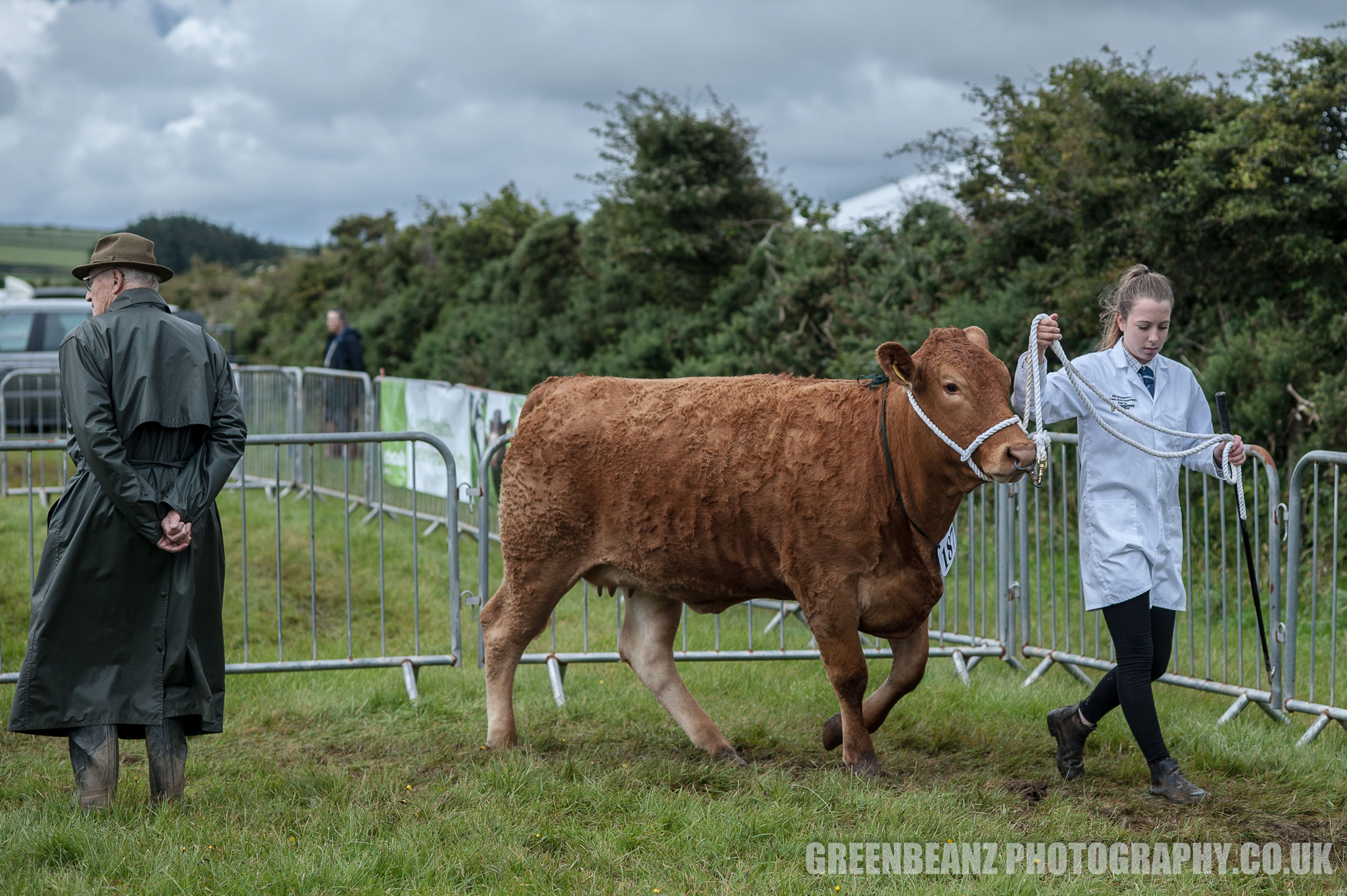 Cattle being led around Camelford show