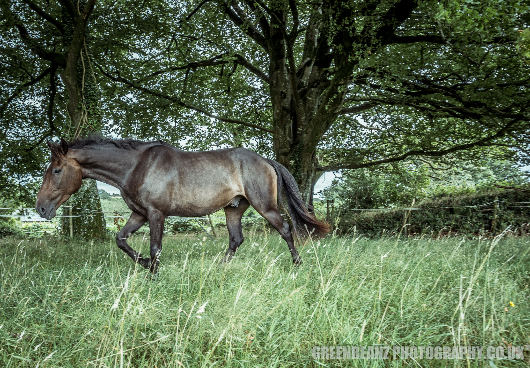 Horse with grass in foreground and trees behind