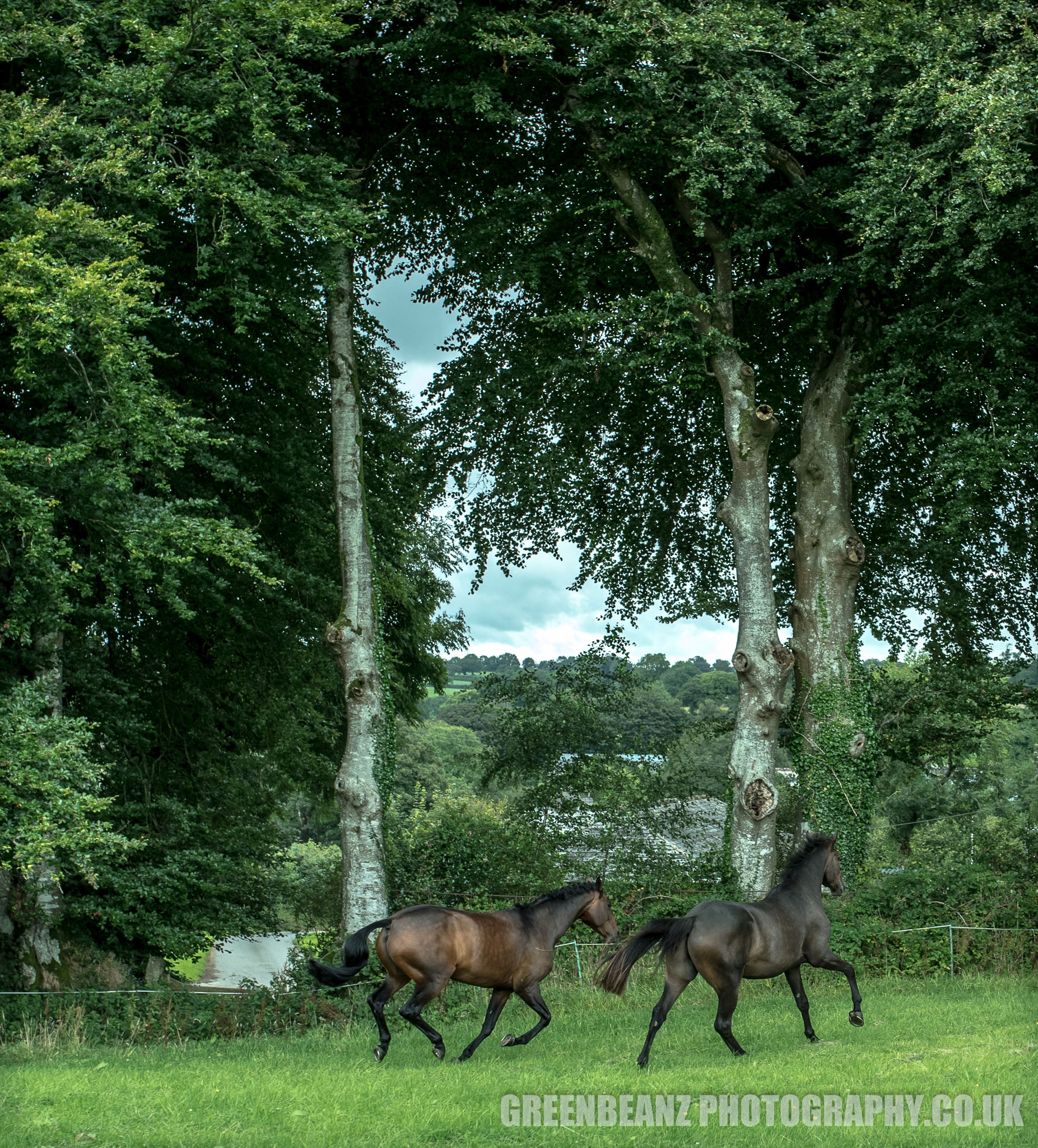 Horse at Cornish farm exhibiting natural behaviour UK Animal Photography