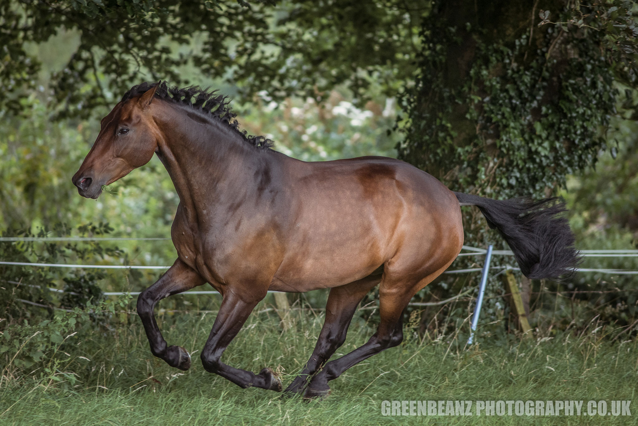 Photograph of Horse in motion UK Horse Photography