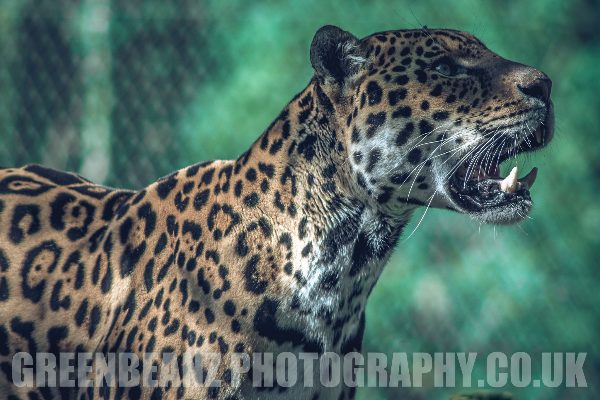 Jaguar enrichment at Dartmoor Zoo