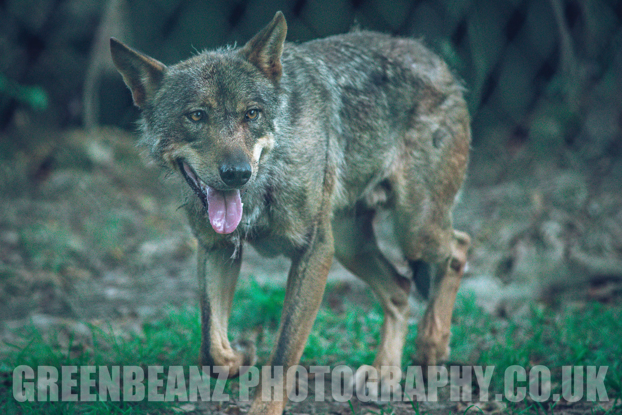 Photograph of Iberian Wolf captured at Dartmoor Zoo