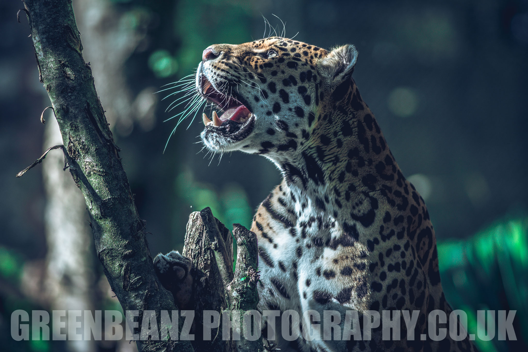 Photograph of Jaguar at Dartmoor Zoo UK Animal Photography