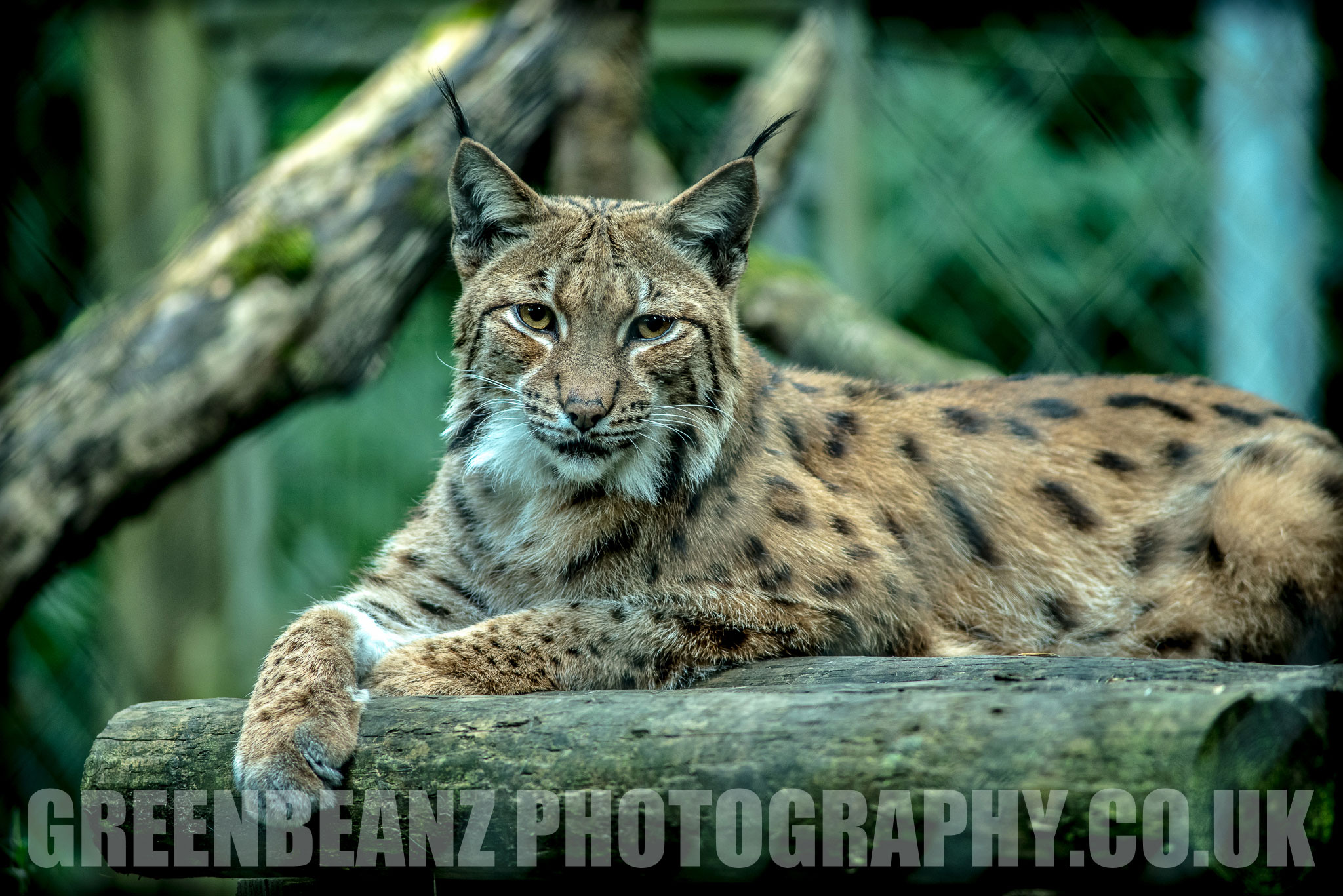 Lynx Devon UK Animal Photography