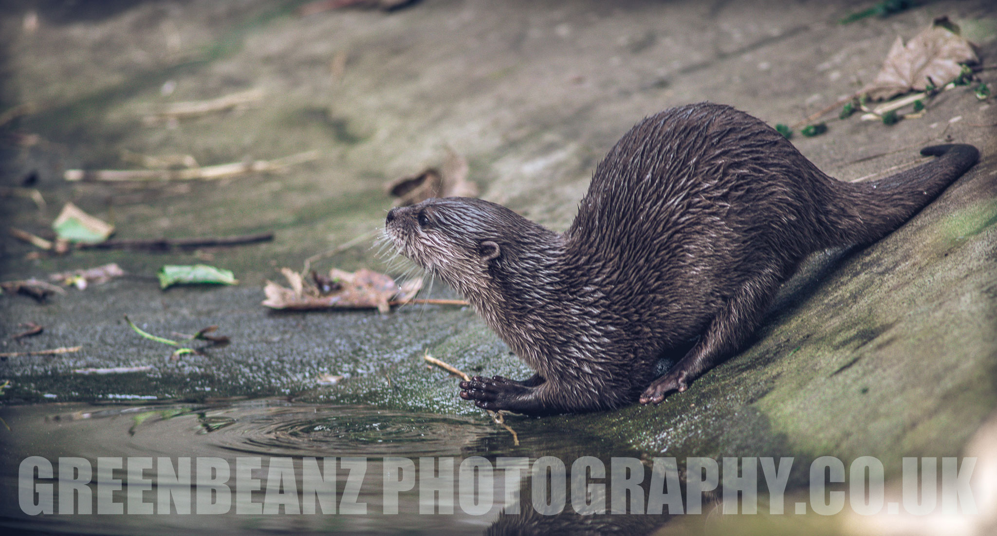 Otter Photograph from Dartmoor Zoo