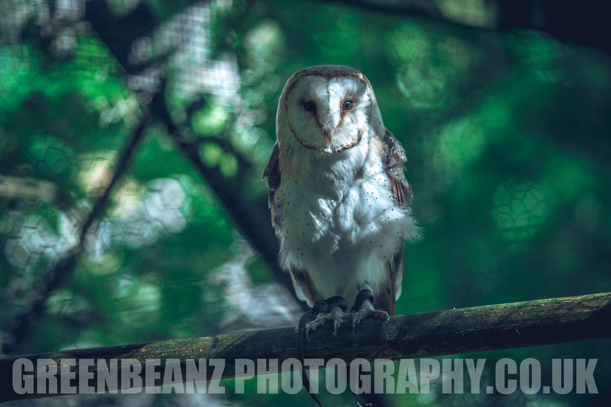 Owl at Dartmoor Zoo UK Animal Photography