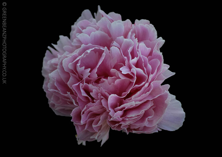 Plymouth promotional commercial photograph of a Pink flower